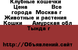 Клубные кошечки › Цена ­ 10 000 - Все города, Москва г. Животные и растения » Кошки   . Амурская обл.,Тында г.